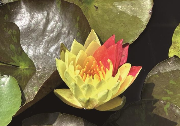 “雙色蓮”綻放