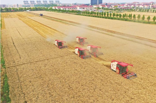 開鐮收割