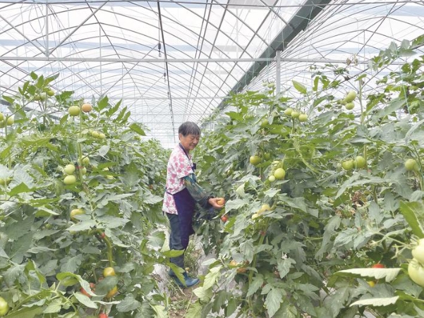 小番茄串起共富夢